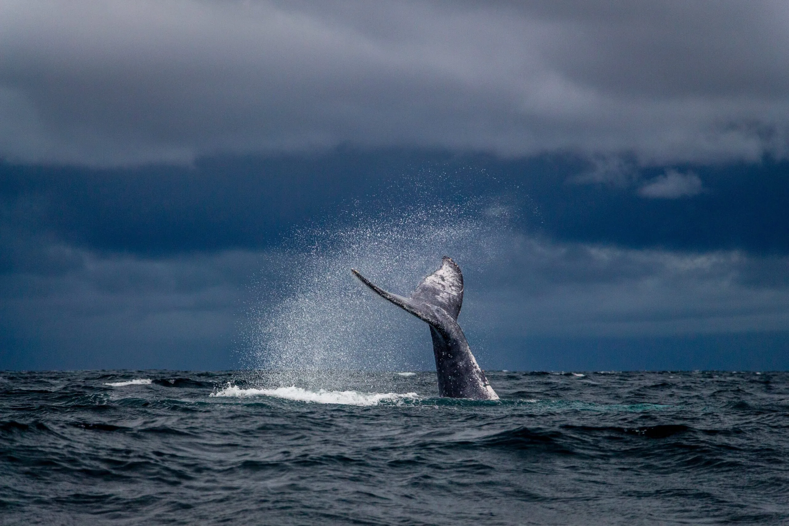 Attaques de whaling en cybersécurité : exemples et conseils de protection